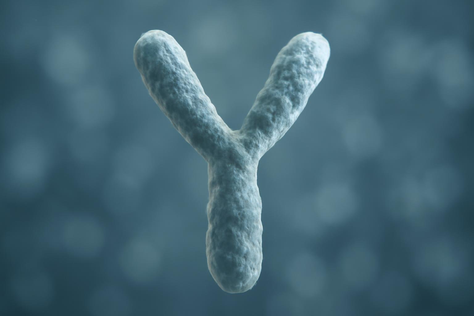 Y-хромосома может исчезнуть: что ждет человечество